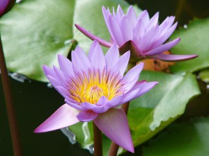 Blauer Lotus 2 Blüten