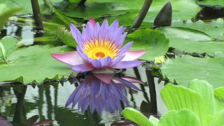 Blauer Lotus Ritualpflanze