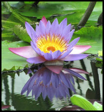 Nymphaea-caerulea-blauer-Lotus