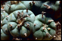 Peyote Cactus Aphrodisiaka