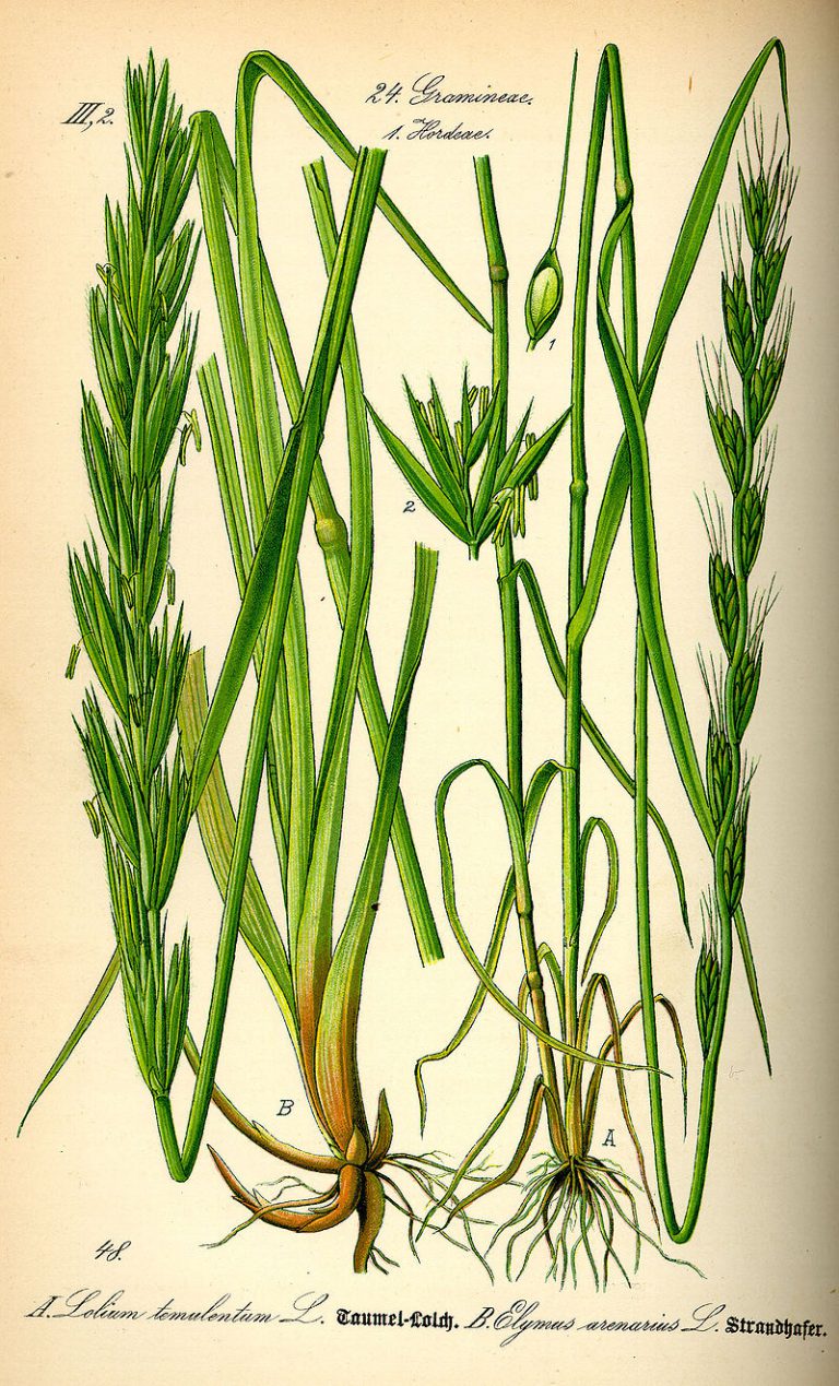 Lolium_temulentum Heilpflanzen und Rauschkräuter