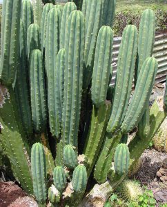 San Pedro Kaktus psychedlisch