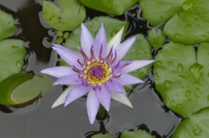 Blauer Lotus Offen