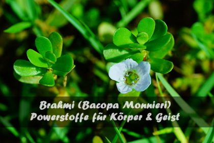 Bacopa Monnieri Brahmi