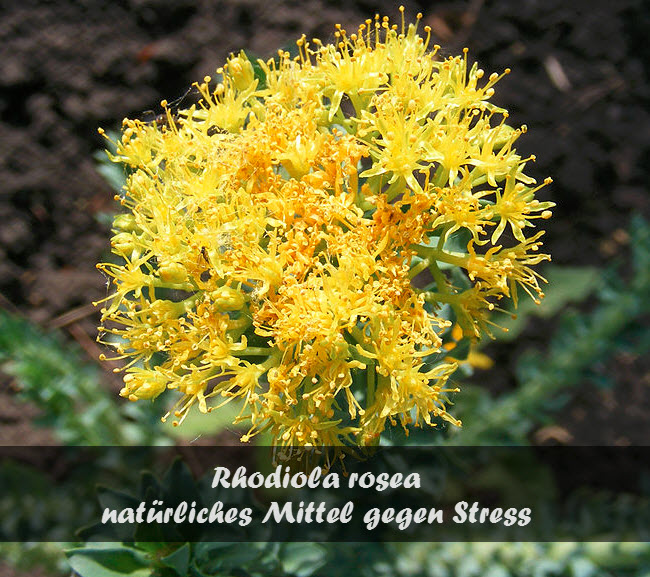 rhodiola rosea heilpflanze