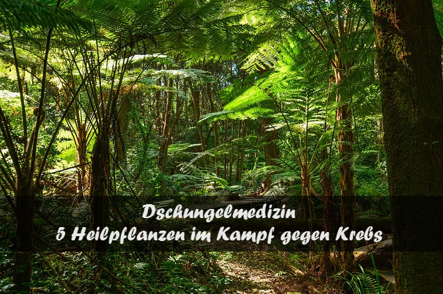 Regenwald_Heilpflanzen_Krebs