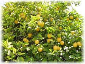 ungiftige Zimmerpflanzen Zitronenbaum