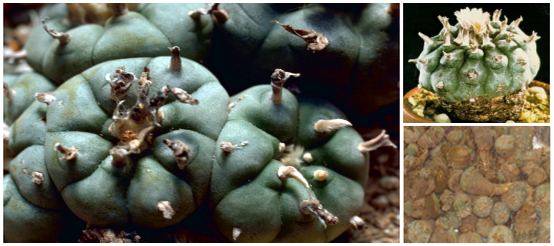 Peyote