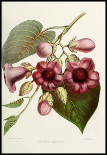 Flower-argyreia-nervosa