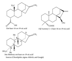 Inhaltsstoffe Alepidea amatymbica