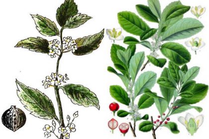 Ilex paraguariensis Mate