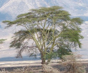 Gelbrinden-Akazie Acacia_xanthophloea