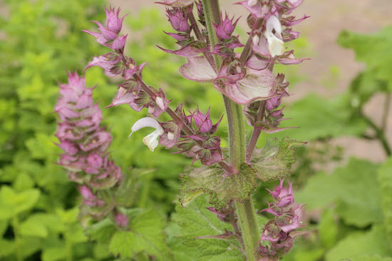 Salvia sclarea Muskatersalbei