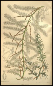 Shatavari Asparagus tetragonus