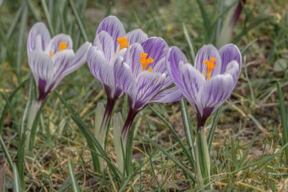 crocus safran