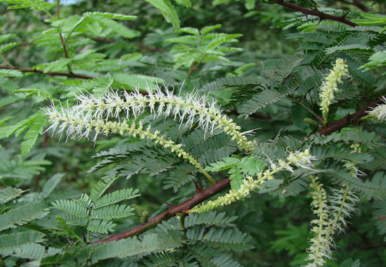 Mimosa tenuiflora Jeruma Tepescohuite