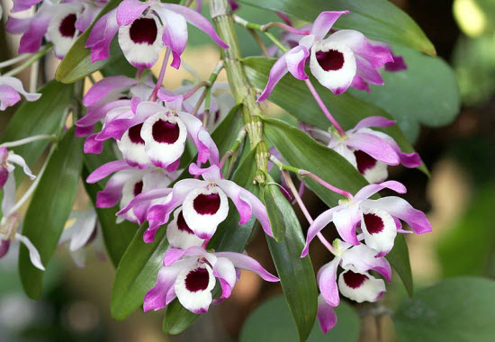 Dendrobium_nobile