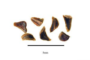 Peganum-harmala-seeds
