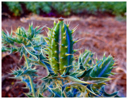 argemone-mexicana-Stachelmohn-Samen