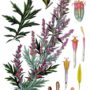 Artemisia_vulgaris_-_Köhler–s_Medizinal-Pflanzen-016