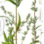 Artemisia_vulgaris_Sturm