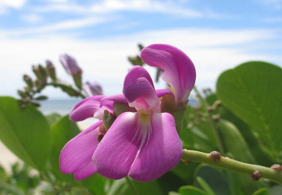 Bay Bean Canavalia rosea