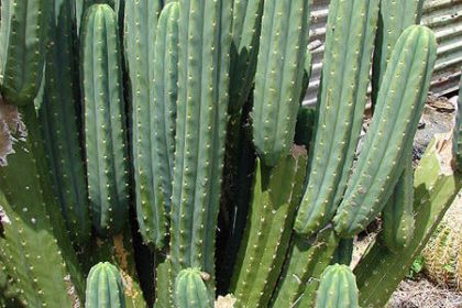 San Pedro Kaktus