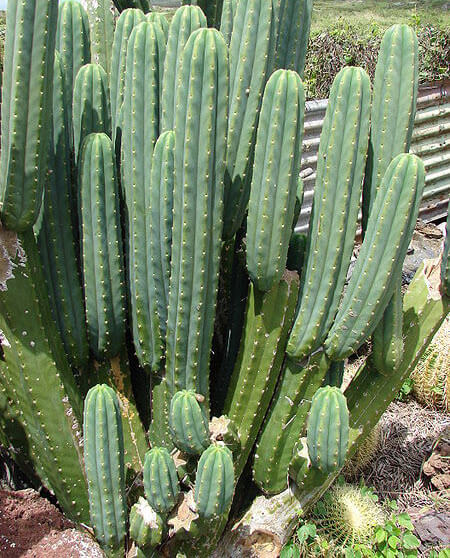 San Pedro Kaktus