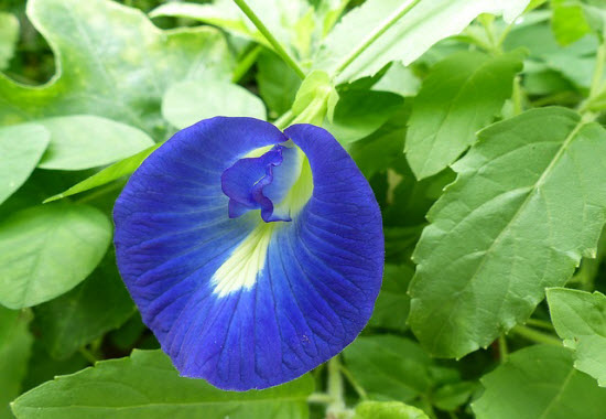 clitoria-ternatea-blaue-klitorie