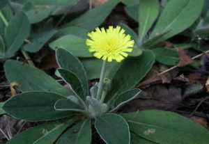 hieracium_pilosella_mouse-ear