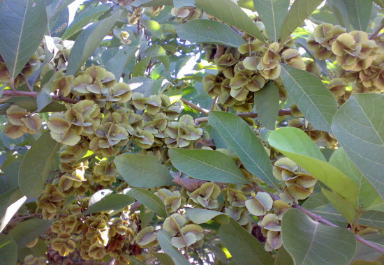 sakae-naa-trambau-combretum-quadrangulare