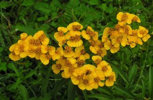 tagetes_lucida