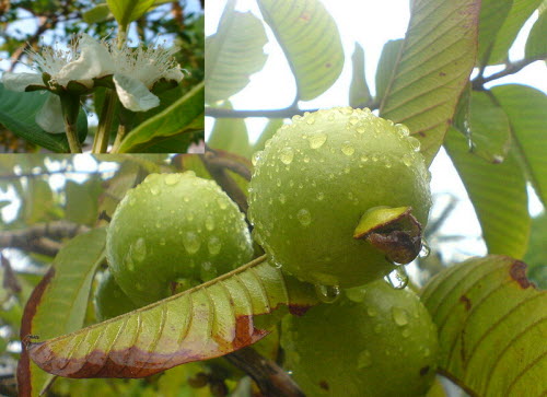 Apple Guava Psidium guajava