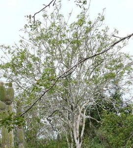 Palo Santo Bursera_graveolens