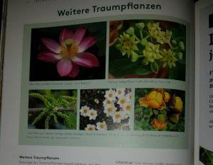 Traumpflanzen Lucys Rausch 5