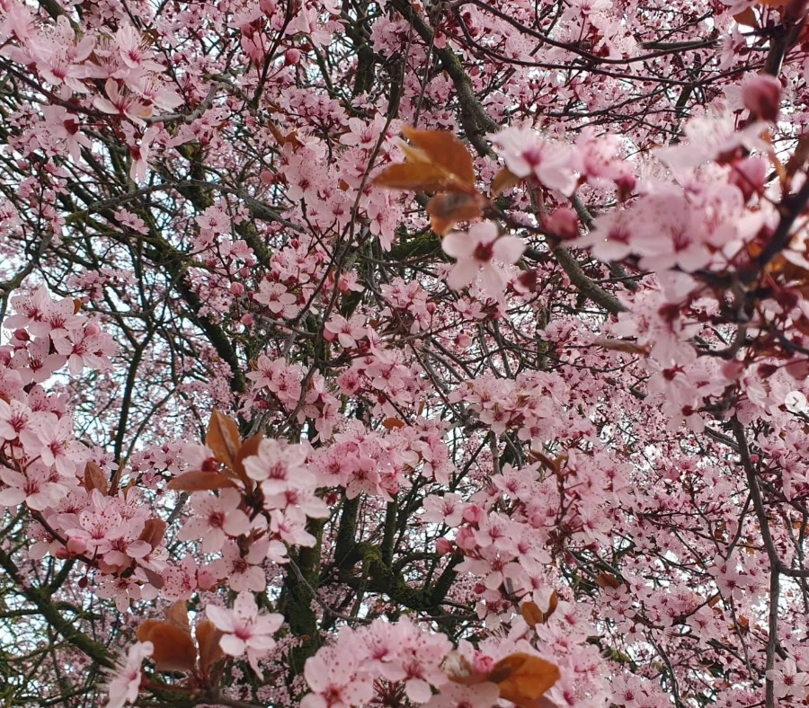 Kirschblüten