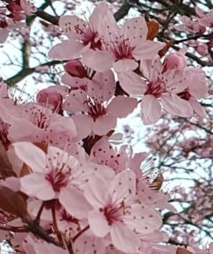 Kirschblüten detailliert