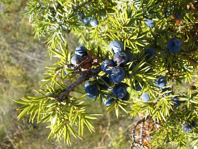 Großer Wacholder Juniperus macropoda